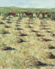 Patterns of drying hay