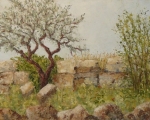 Olive tree among the ruins of Al Bara